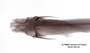 Auchenipterus demerarae FMNH 53248 holo dvh x